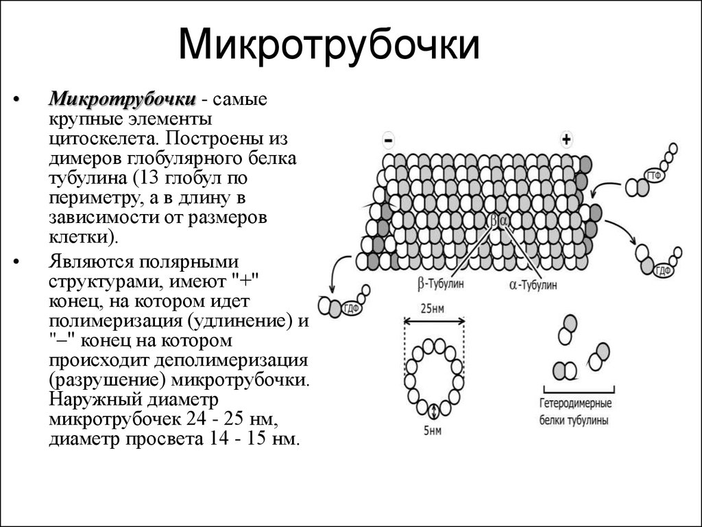 Синтез белков тубулинов. Схема строения микротрубочки. Строение и функции микротрубочек. Микротрубочки растительной клетки функции. Микротрубочки образованы белком тубулином.