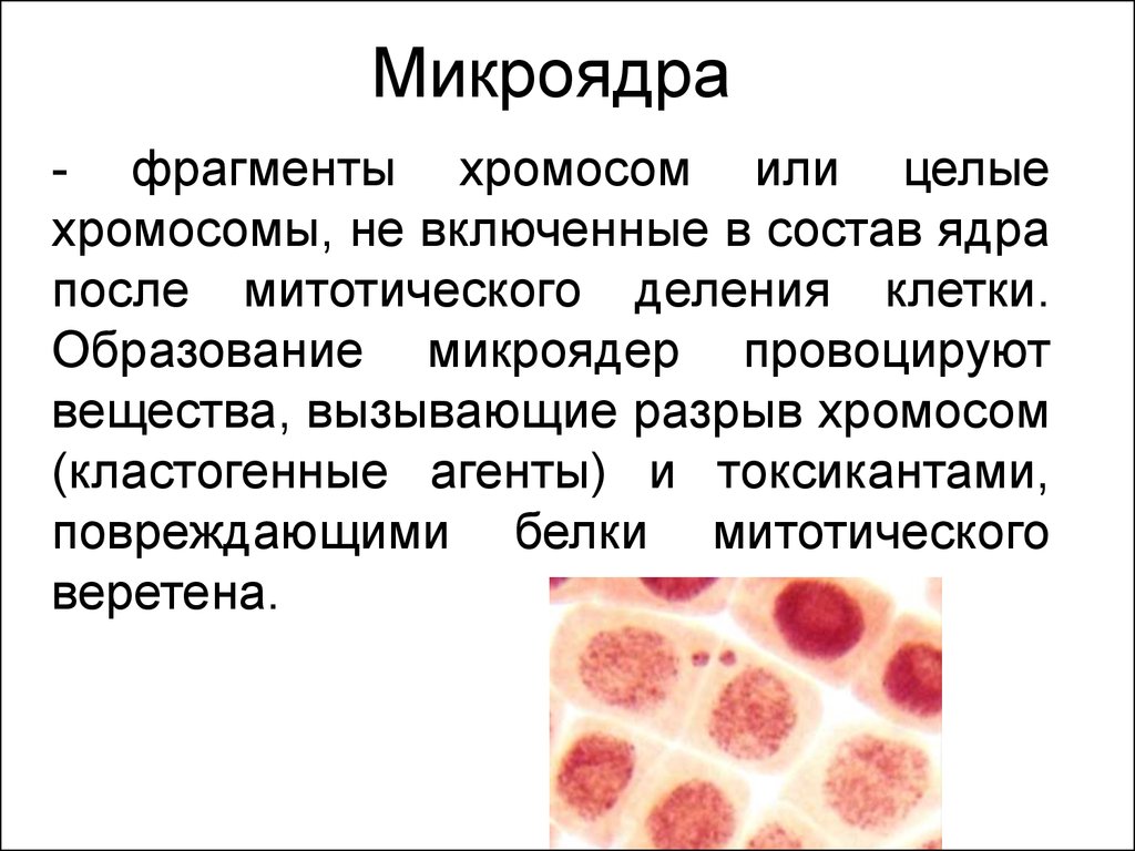 Многоядерные клетки. Микроядра. Функциональная морфология клетки. Микроядра в клетках. Функциональная морфология ядра.