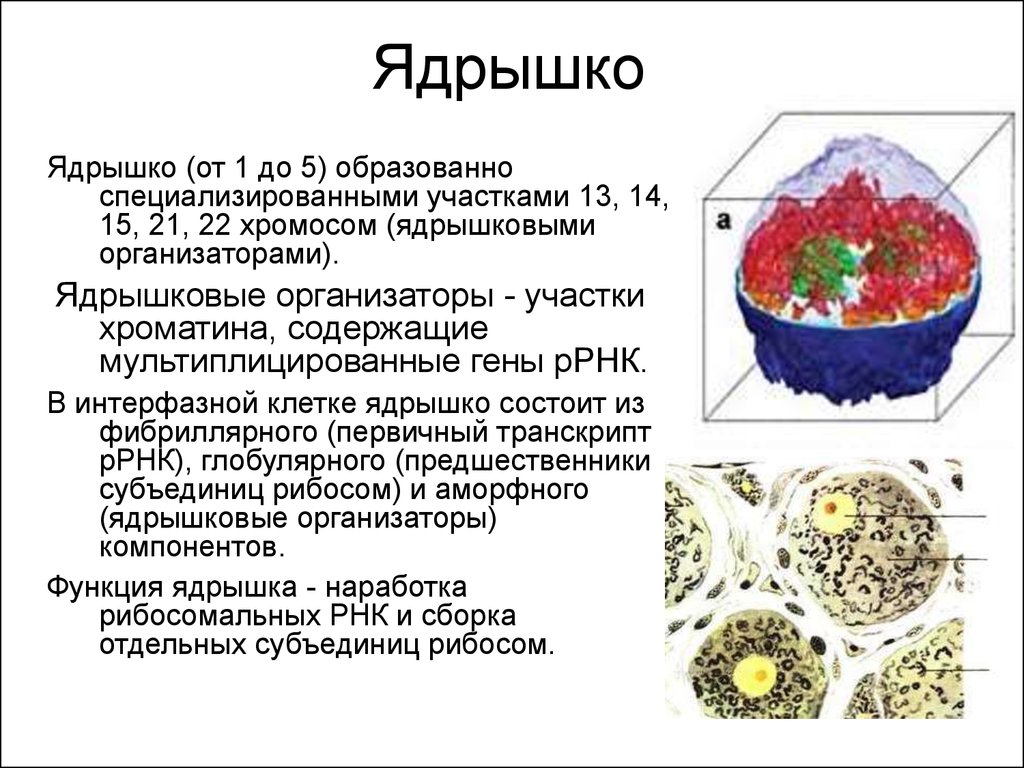 Ядрышко это. Ядрышко это кратко и понятно. Ядрышко и ядрышковый организатор. Ядрышко клетки. Ядрышковый организатор строение.