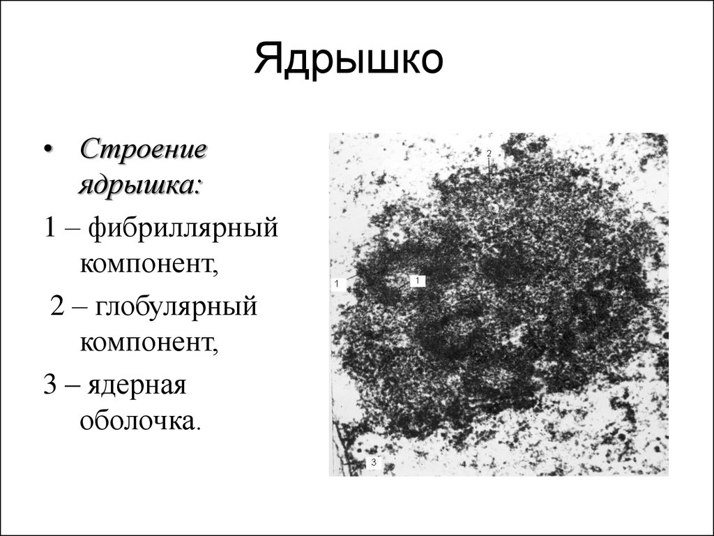 Ядрышко. Ядрышко строение ядрышка. Плотный фибриллярный компонент. Ядрышко образовано гранулярным компонентом.