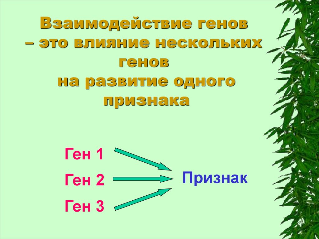 Нескольких генов. Взаимодействие генов презентация. 1 Ген 1 признак. Взаимосвязь Гена и признака. Влияние генов на развитие признаков.