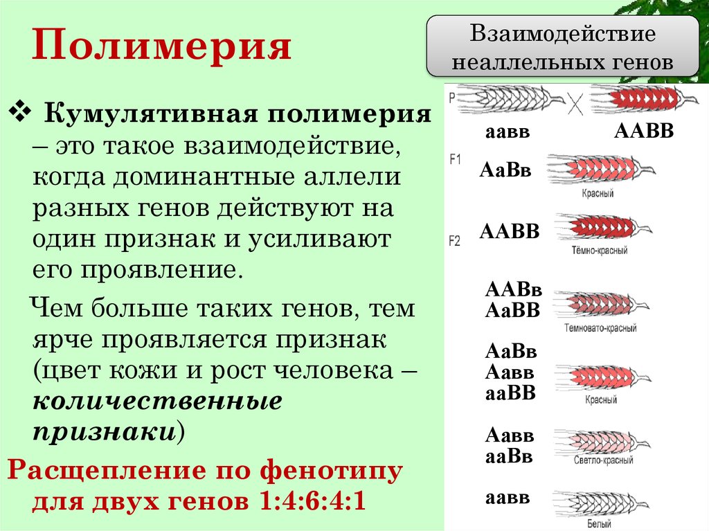 Взаимодействие неаллельных генов это