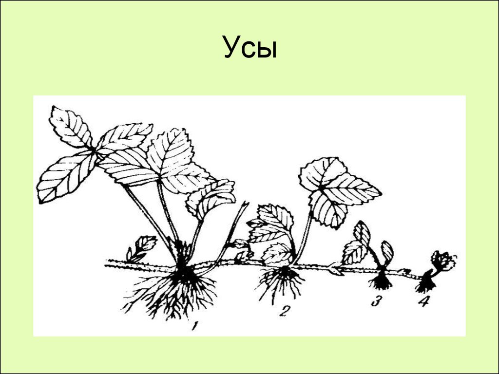 Рассмотрите рисунок на котором изображен 1 из процессов жизнедеятельности земляники
