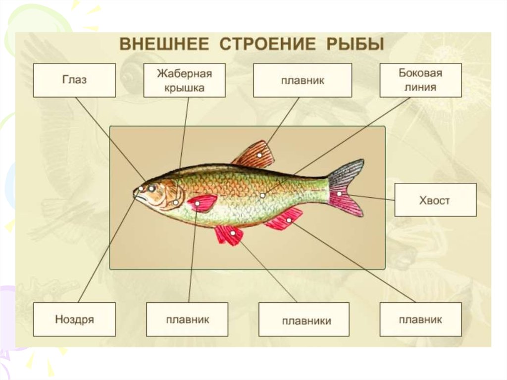 Рыба какой организм. Внешнее строение рыбы 7 класс биология. Dytiybt строение рыбы 7 класс биология. Схема внешнего строения рыбы биология 7 класс. Внешнее строение рыбы 7 класс биология рисунок.