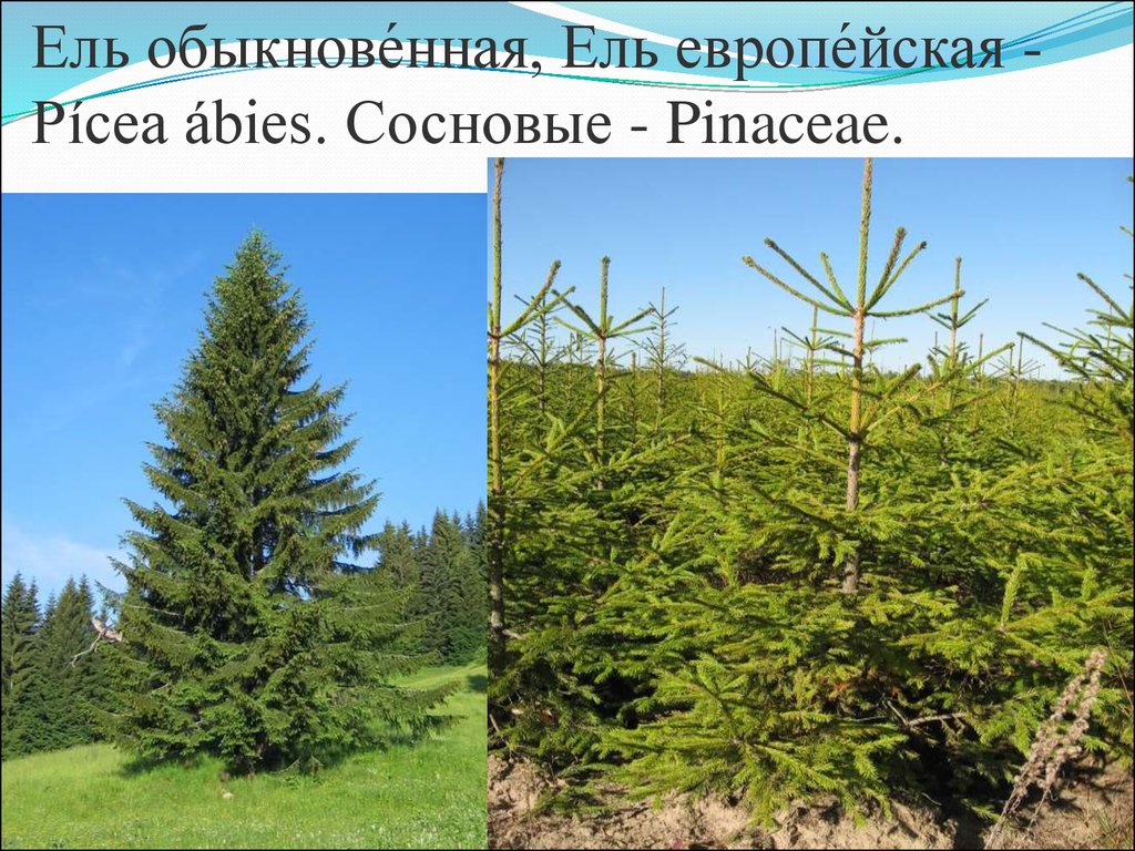 Ель описание. Ель обыкновенная (европейская) – Picea Abies. Ель европейская описание. Ель европейская систематика. Ель обыкновенная классификация.