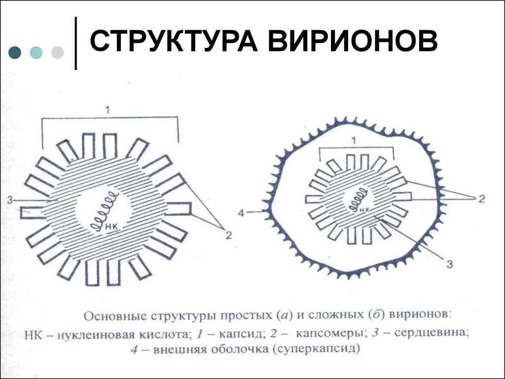 Вирусная частица. Схема строения вируса (вириона). Схема вирусной частицы. Структура простого вириона. Структура вирионов простые схема.