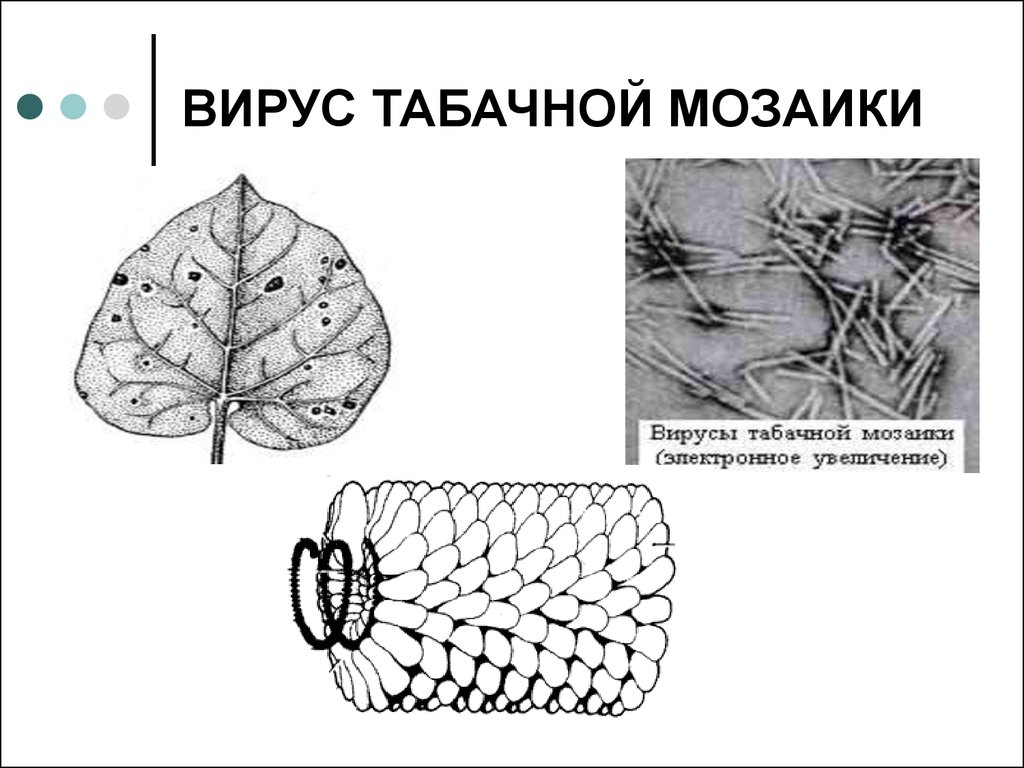 Мозаичная болезнь табака ивановский