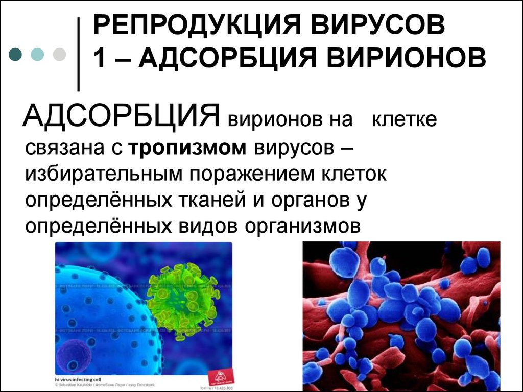 Репродукция вирусов. Адсорбция вириона на клетке. Этапы репродукции вирусов микробиология. Адсорбция вируса. Адсорбция вируса на клетке.