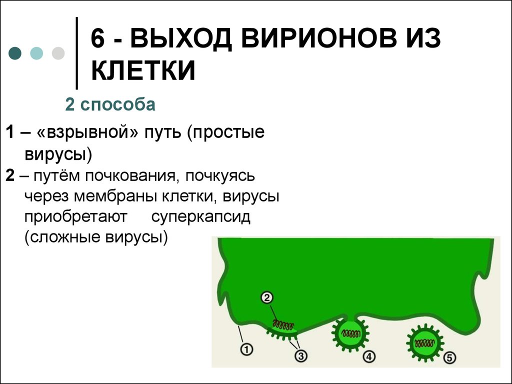 Сложным путем и просто. Выход вирионов из клетки. Выход вириона путем почкования.. Выход вируса из клетки путем почкования. Способы выхода вириона из клетки.