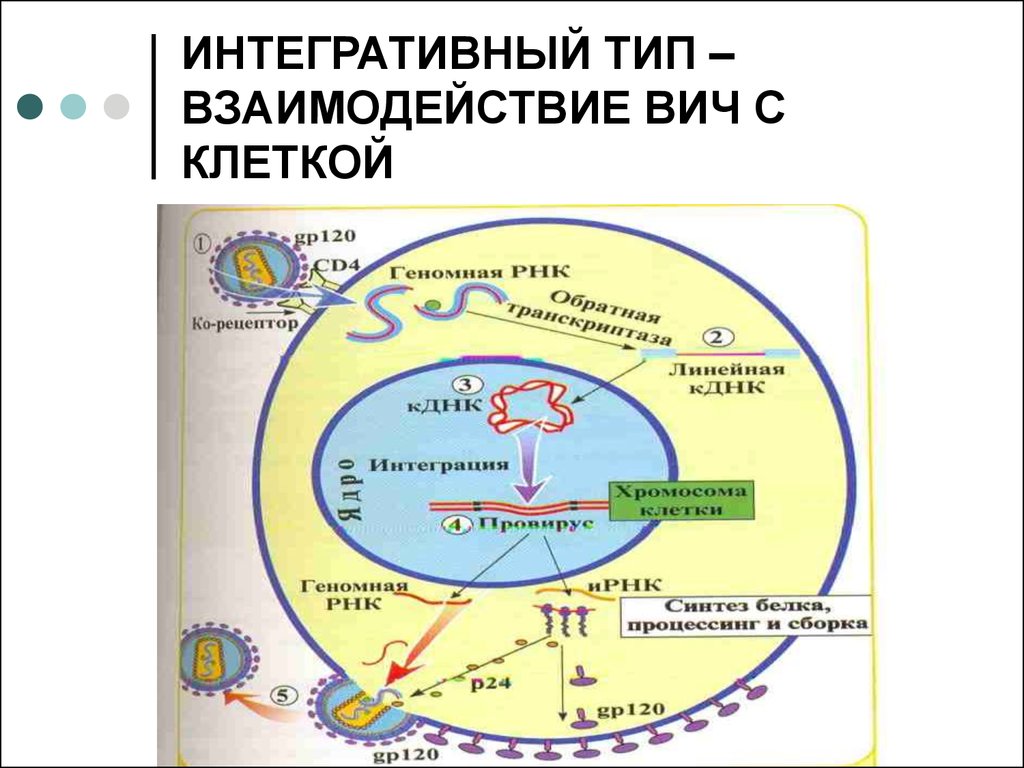 Схема репродукции вич