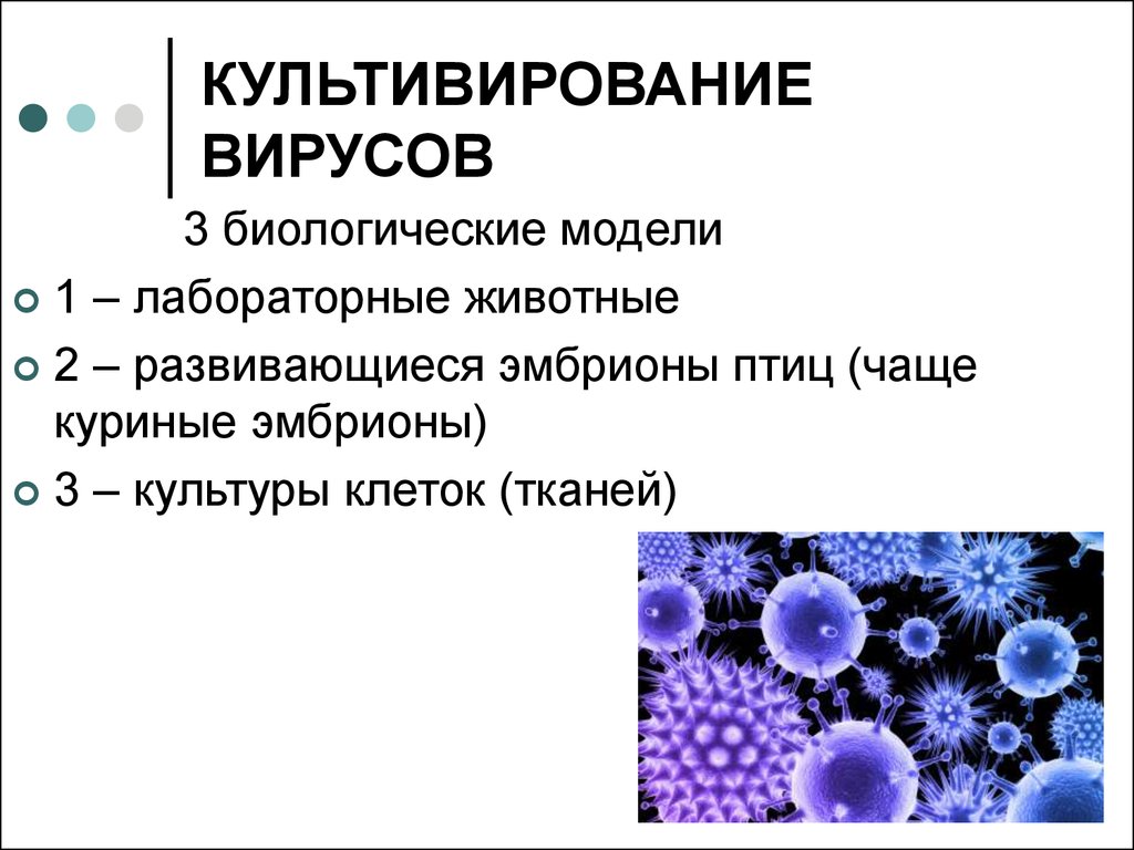 1 данный вирус. Методы культивирования вирусов микробиология. Метод культуры клеток вирусы. Культивирование вирусов в культуре клеток. Модели для культивирования вирусов.