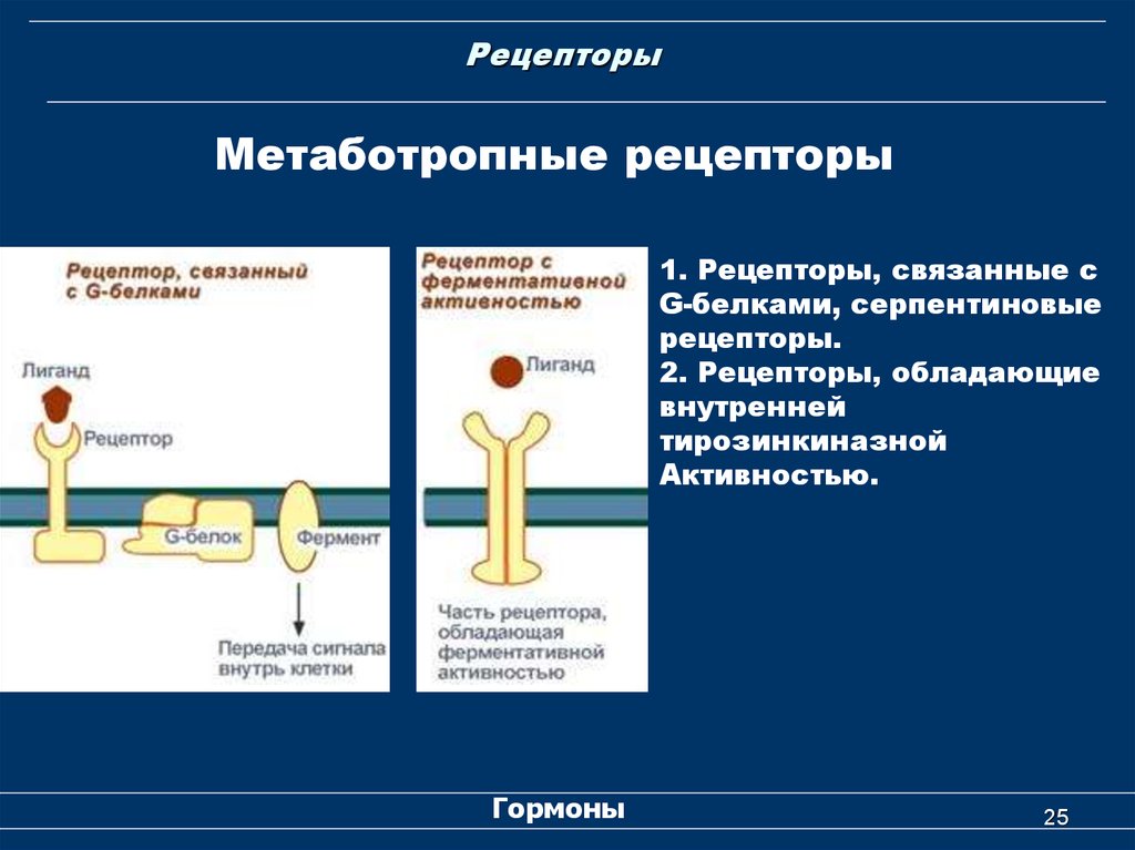 Что такое рецептор. Метаботропные рецепторы физиология. Метаботропный Рецептор механизм. Метаботропные рецепторы их классификация. 2. Метаботропные рецепторы.