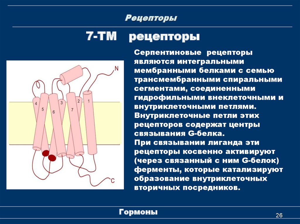 Основные свойства рецепторов это