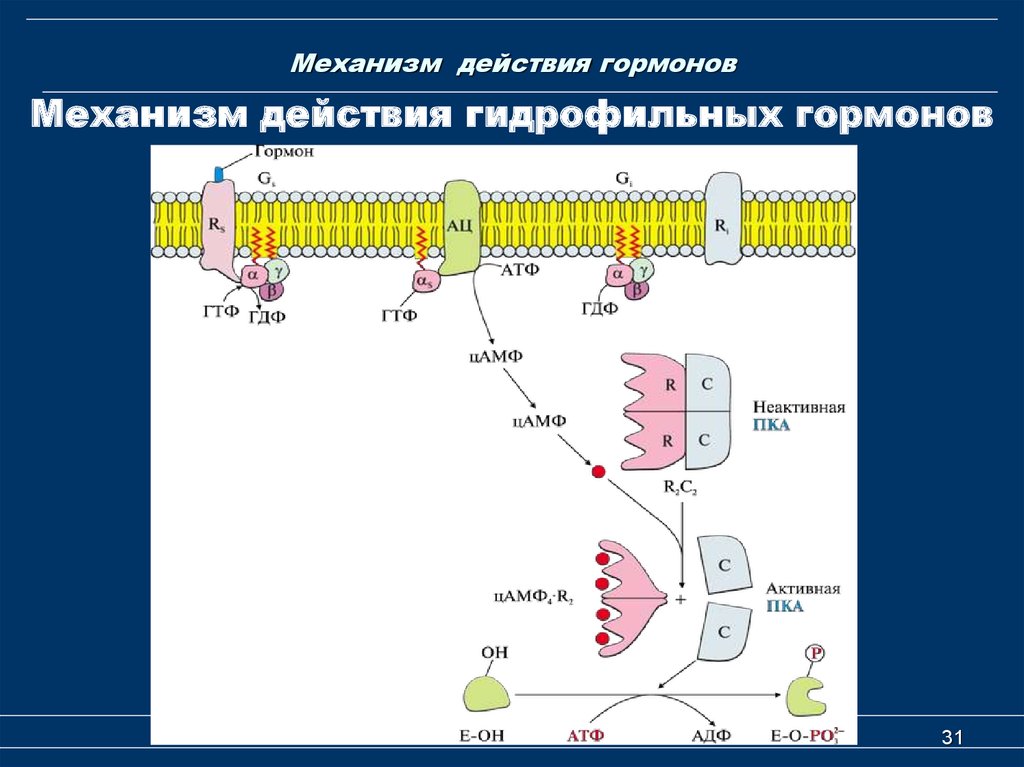 Мембранный механизм действия гормонов схема