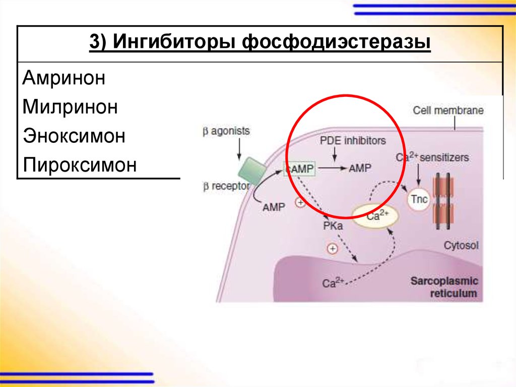 Ингибиторы фдэ препараты