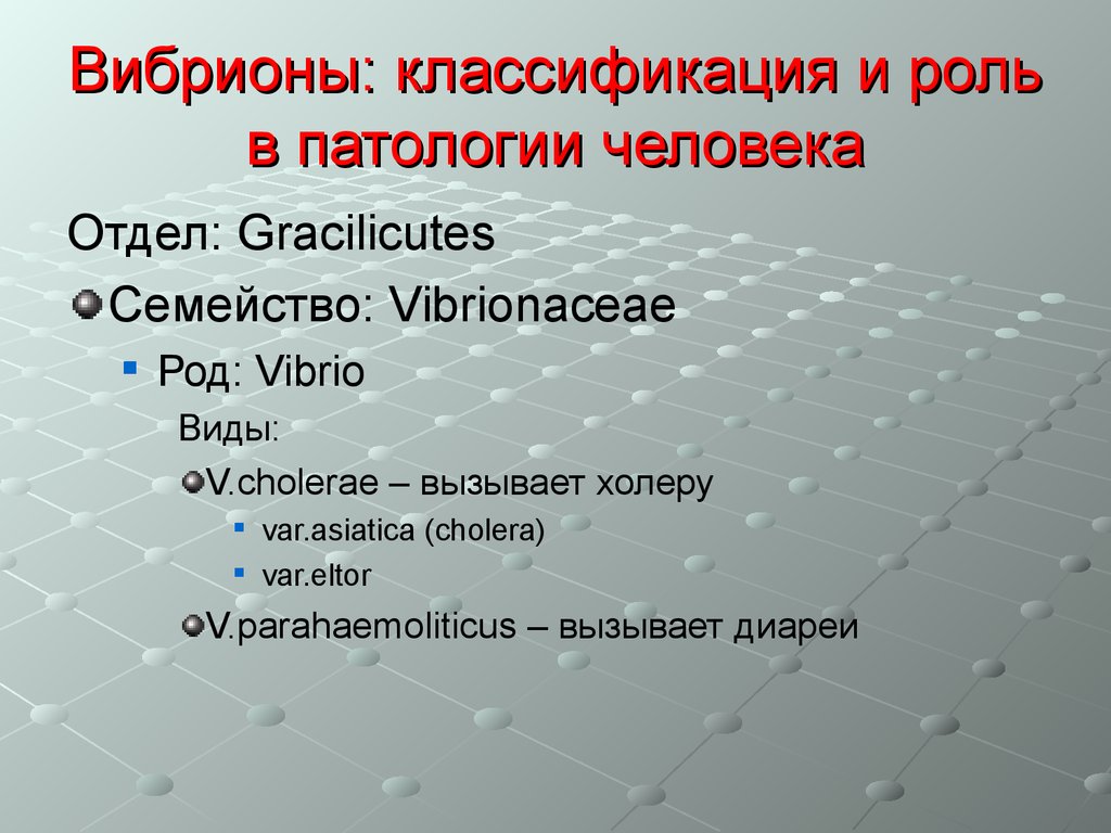 Какой тип питания характерен для холерного вибриона изображенного на рисунке