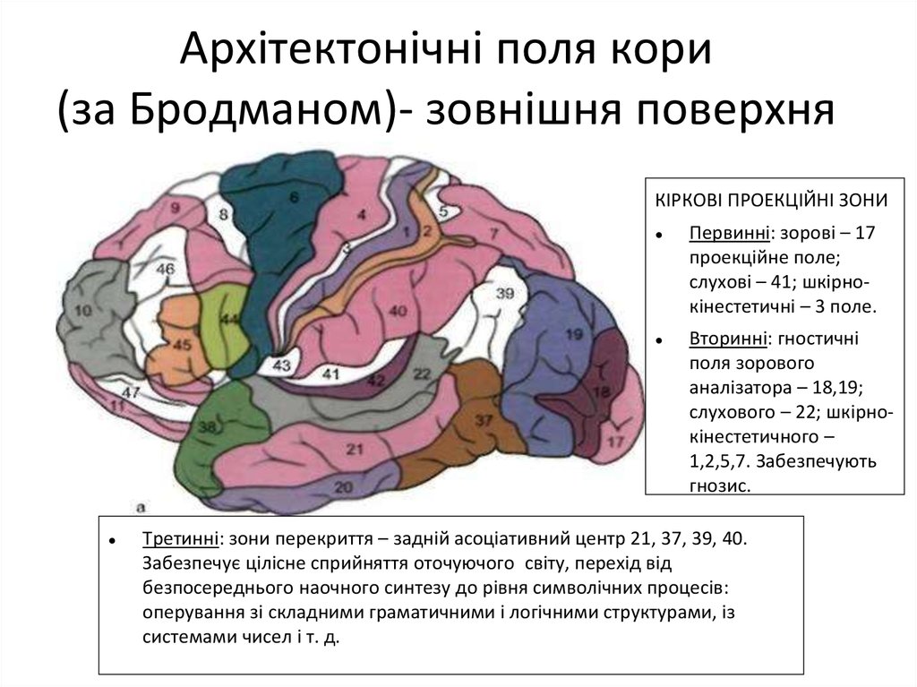Первичные поля мозга. Зоны Бродмана. Поля коры головного мозга по Бродману. Карта полей головного мозга по Бродману. Бродман поля коры мозга таблица.