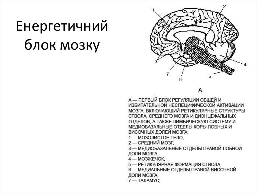 Энергетический блок мозга блок регуляции тонуса и бодрствования презентация