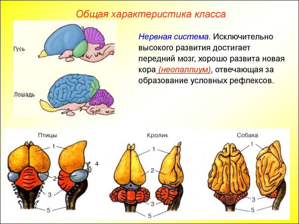 Мозг собаки отделы. Строение головного мозга млекопитающих. Мозг кролика строение. Структуры головного мозга млекопитающих. Класс млекопитающие нервная система.