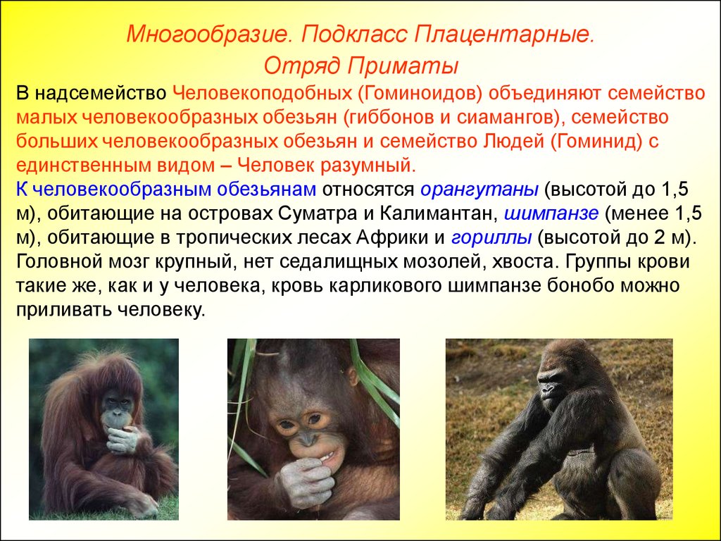 Признаки относящие человека к классу млекопитающих. Класс млекопитающие отряд приматы. К человекообразным обезьянам относится. Приматы общая характеристика. Млекопитающие обезьяны.