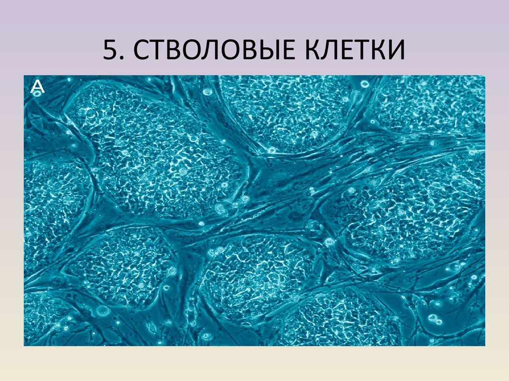 1 стволовые клетки. Мезенхимные стволовые стромальные клетки. Постнатальные стволовые клетки. Стволовая клетка взрослого человека. Стволовые клетки презентация.