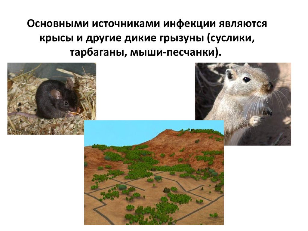Источником заболевания являются животные. Крысы источник инфекции. Дикие Грызуны являются источниками. Суслик крыса и мышь. Суслик и крыса.
