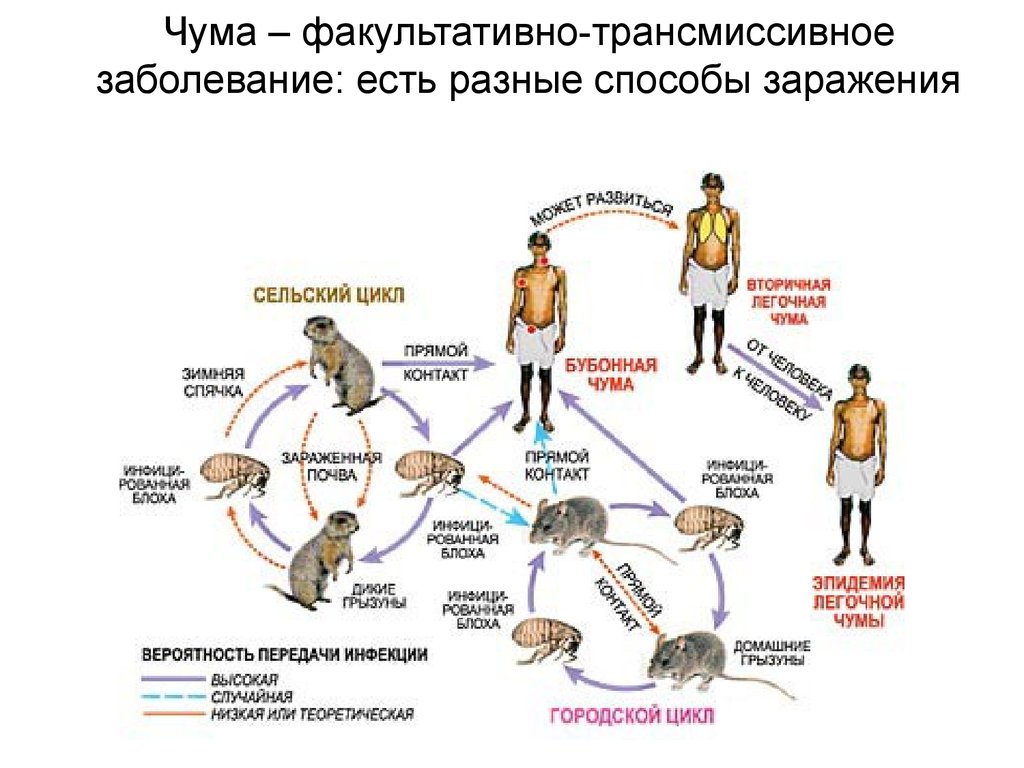 Жизненный цикл легочного