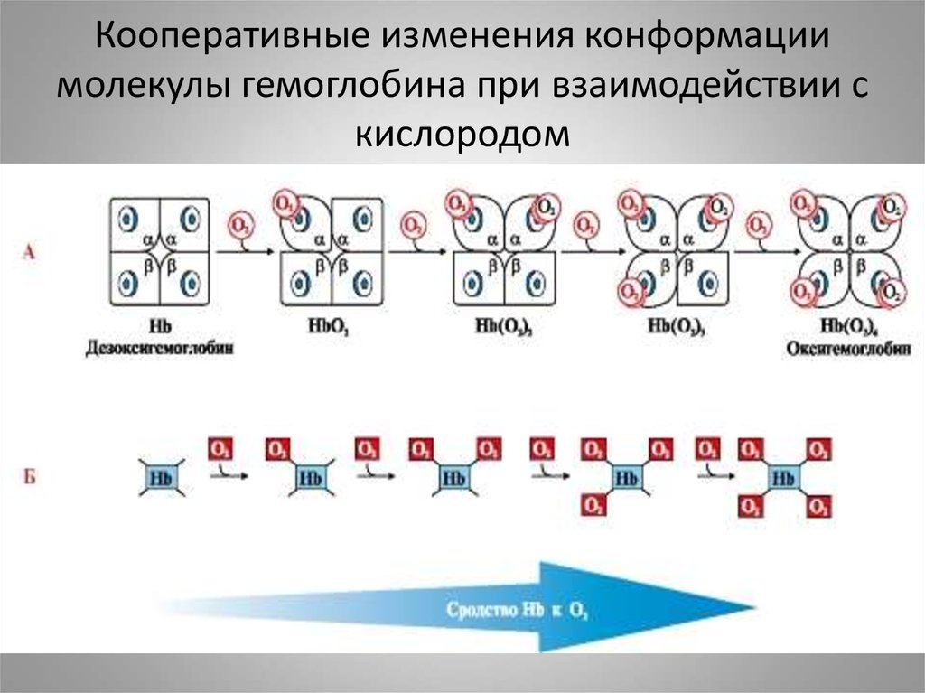 Как изменяются молекулы. Изменение конформации протомеров гемоглобина. Кооперативные конформационные изменения в молекуле гемоглобина.. Кооперативные изменения конформации протомеров гемоглобина. Кооперативные изменения конформации протомеров.