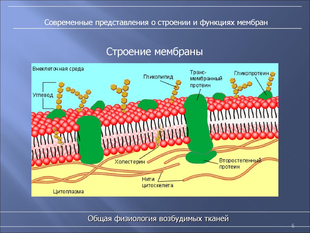 Мембрана клеток включает. Структура клетки плазматическая мембрана. Схема строения плазматической мембраны клетки. Строение клеточной мембраны физиология. Строение плазматической мембраны клетки рисунок.