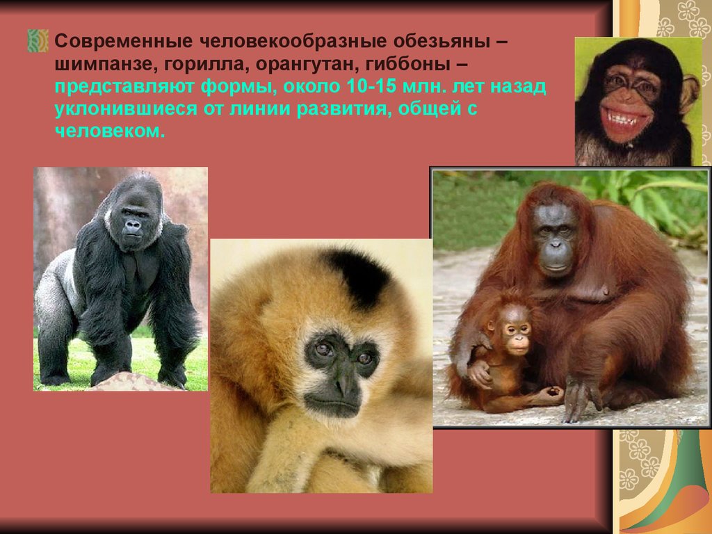 Перечислите человекообразных обезьян. Обезьяна , горилла, орангутанг, шимпанзе. Шимпанзе, горилла, орангутанг, Гиббон. Человекообразные обезьяны Гиббон орангутан. Человекообразные обезьяны гориллы.