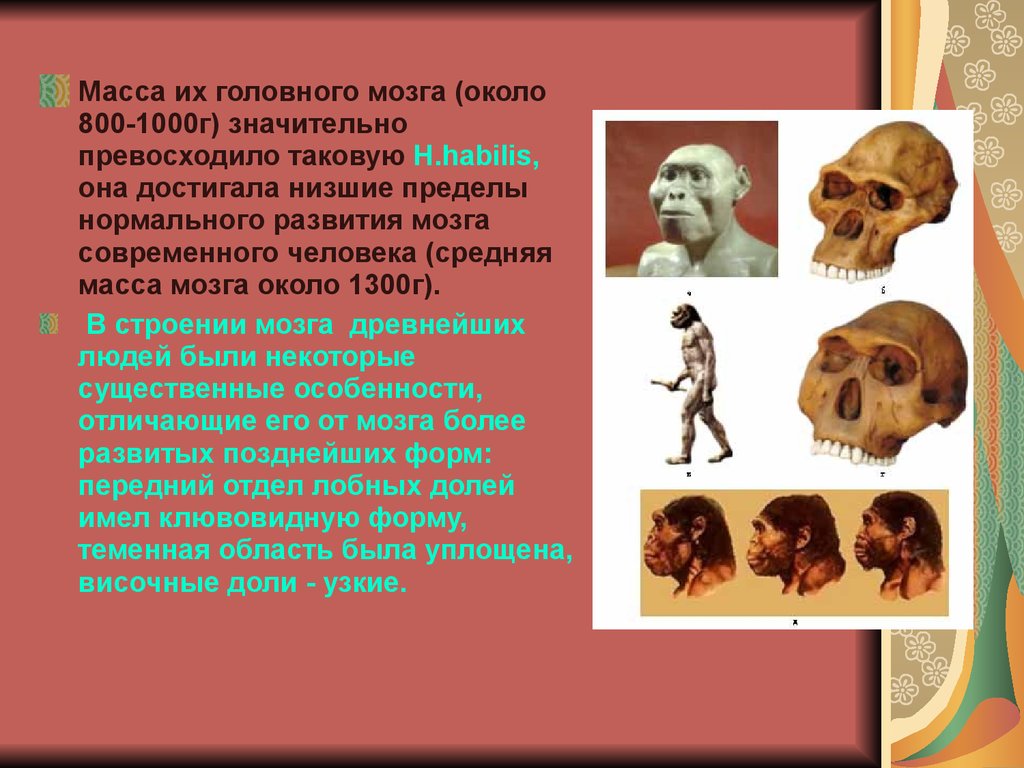 Укажите современных людей. Масса мозга современного человека. Объем мозга современного человека. Об,ем мощга современного человека. Объем головного мозга у древних людей.