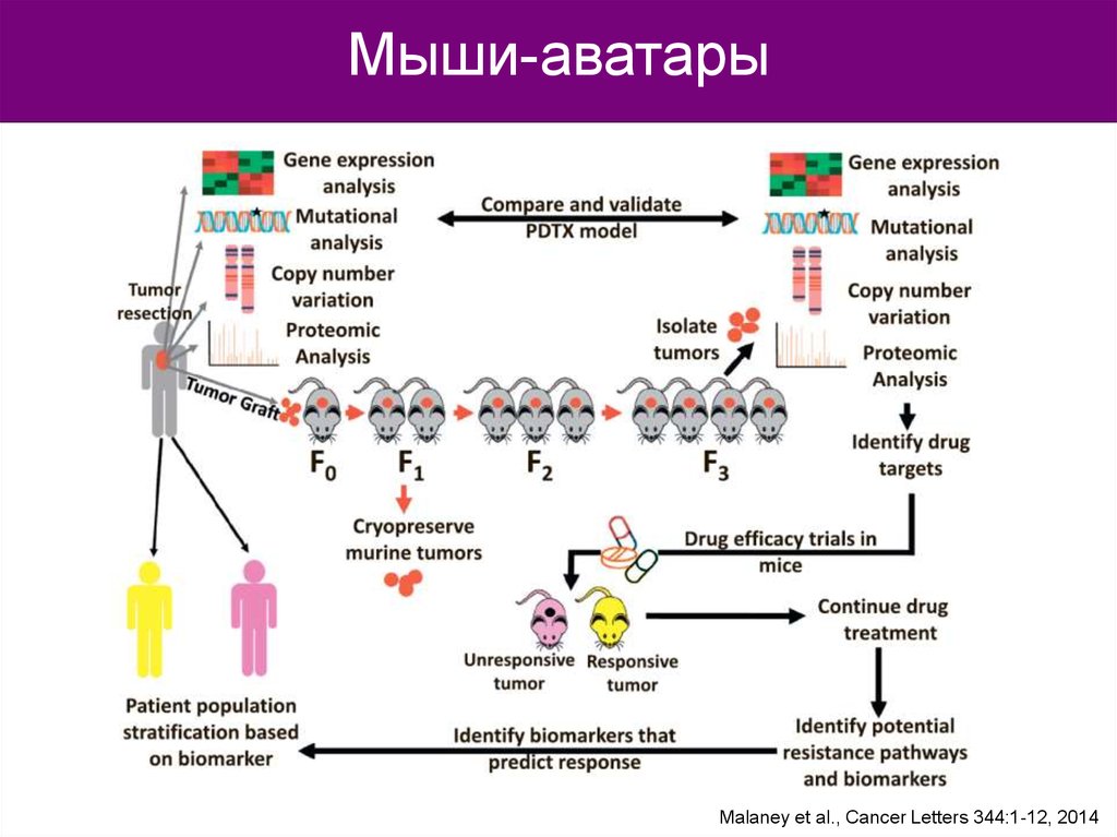 Gene expression analysis. Моделирование патологических процессов. Биологическое моделирование патофизиология. Моделирование в патофизиологии.