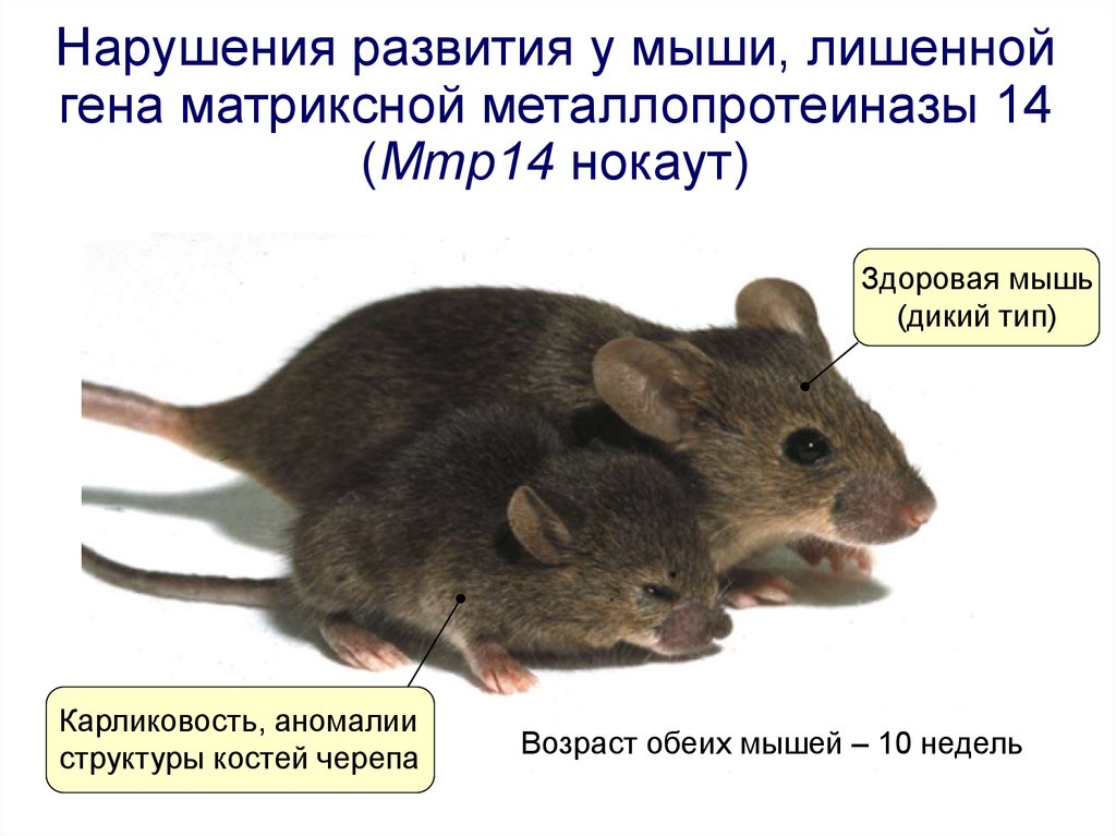 Развитие мышей. Мышь в нокауте. Мыши с нокаутом Гена. Нокаутированные мыши.