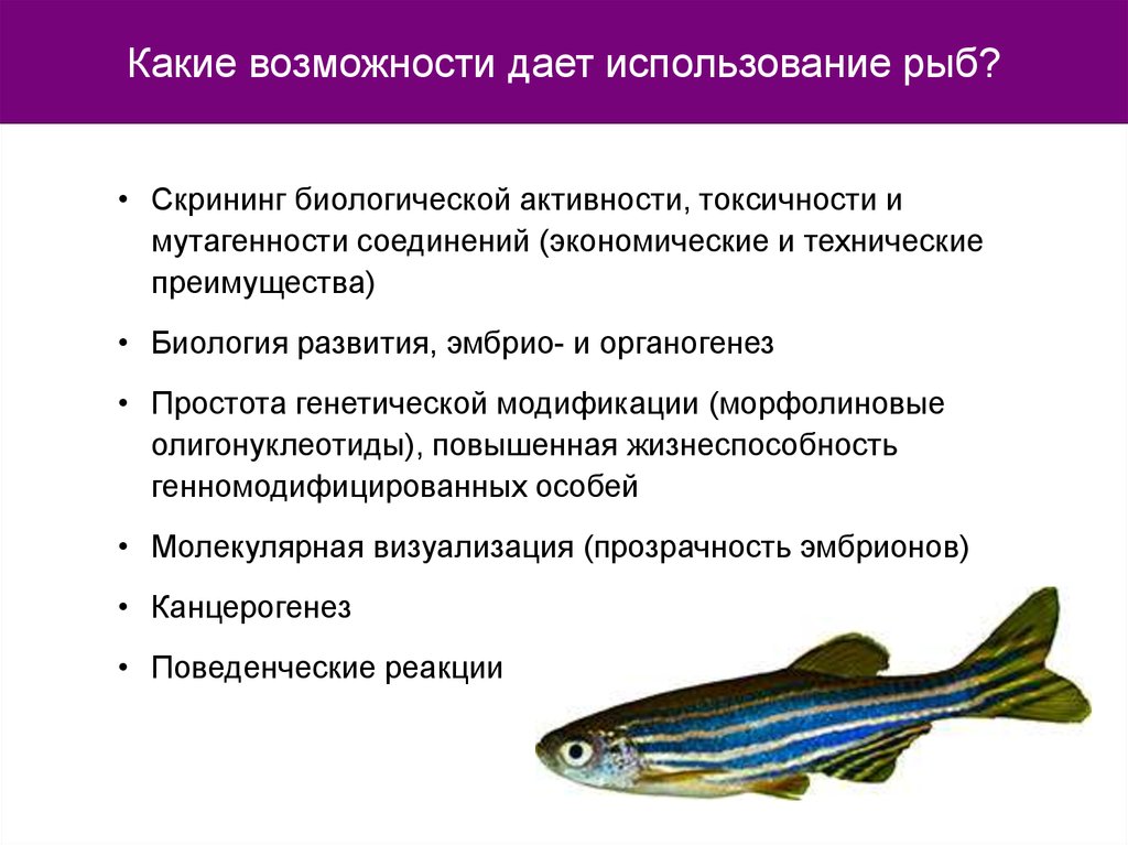 Рациональное использование рыб. Биологический скрининг. Моделирование патологических процессов. Виды экспериментально го скрининга биологической активности. Проблема ЭВОЛЮЦИЙ биологической с использованием стратегии рыбка.