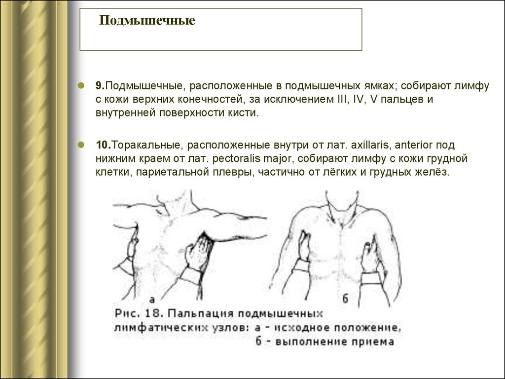 Подмышечный лимфатический узел размер. Размеры лимфатических узлов подмышечных в норме. Подмышечные лимфатические узлы размер. Лимфатические узлы подмышечной ямки.