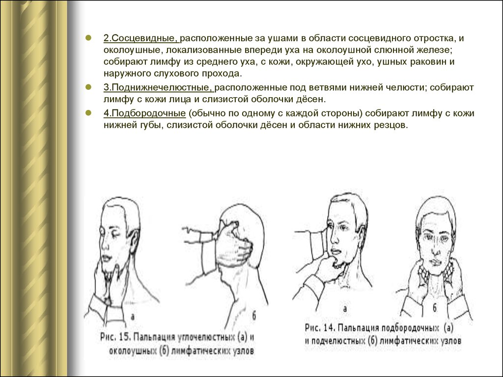 Лимфатический самомассаж. Мостовидный отросток за Кхом.. Сосцевидные лимфатические узлы. Сосцевидные отростки за ушами. За ушами в области сосцевидных отростков.