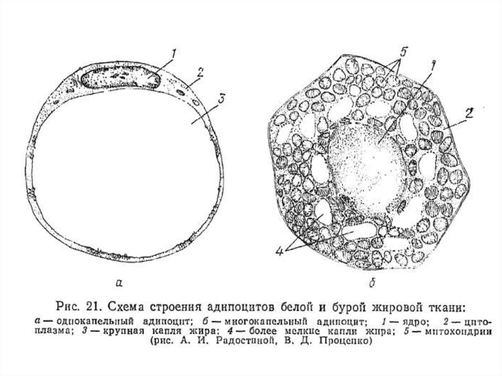 Схема строения адипоцитов разных видов жировой ткани