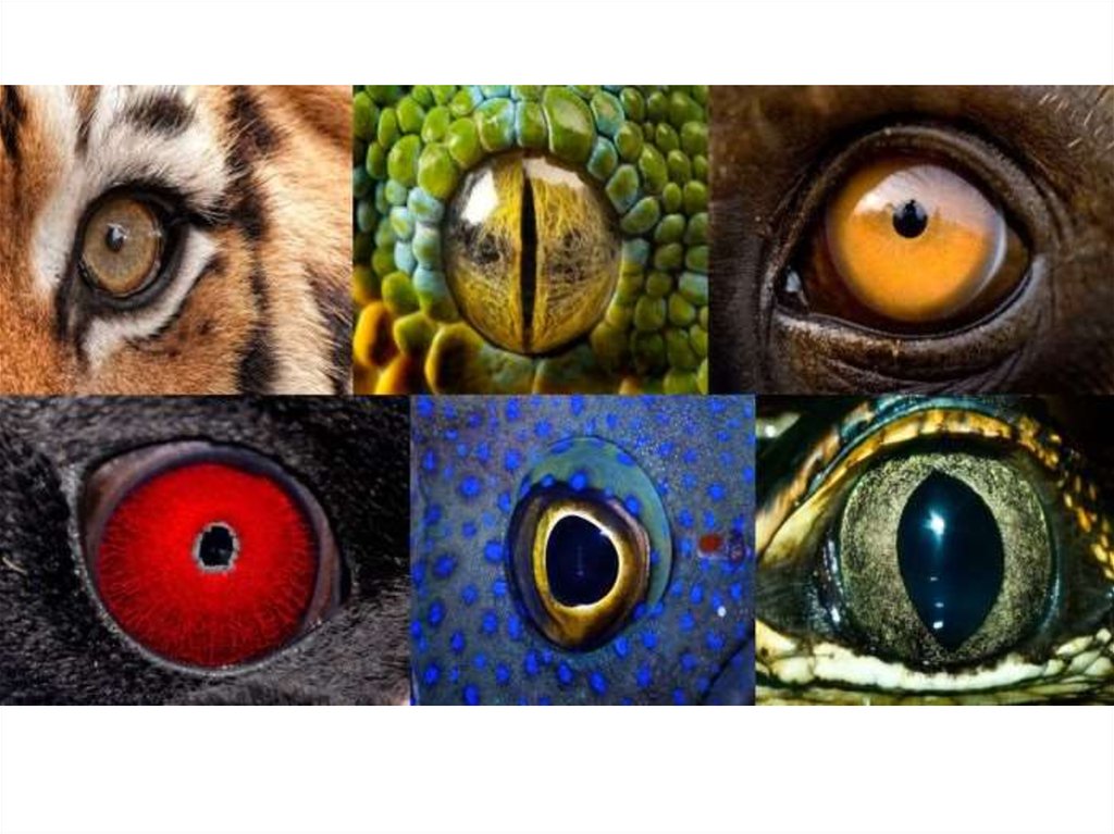Название животного глаза. Необычные глаза животных. Необычные зрачки у животных. Глаза разных птиц и животных. Мир глазами животных.