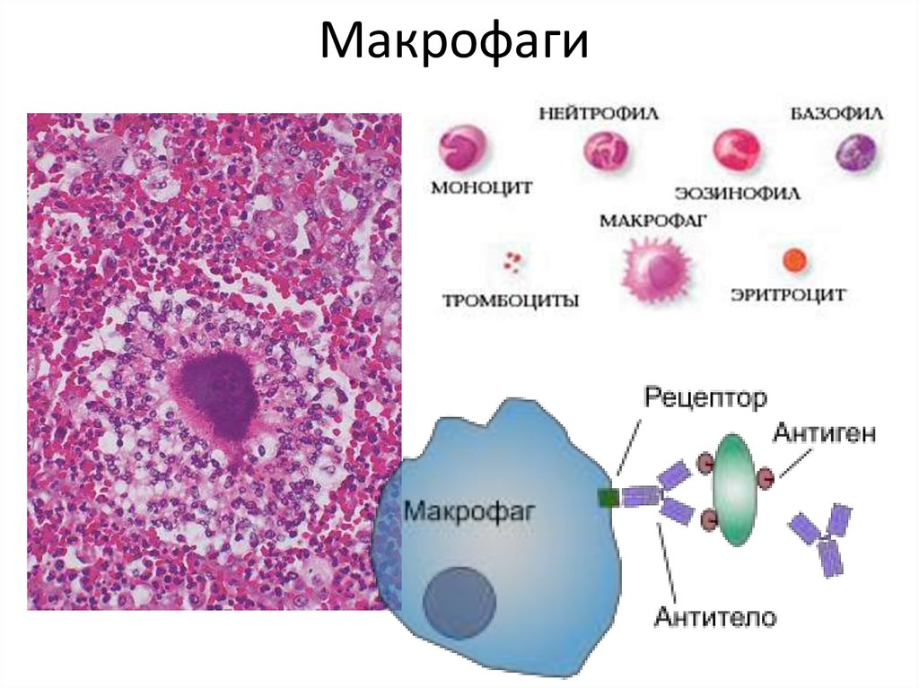 Клетками макрофагами являются. Строение макрофагов иммунология. Строение макрофага гистология. Макрофаги функции гистология. Макрофаги соединительной ткани схема.