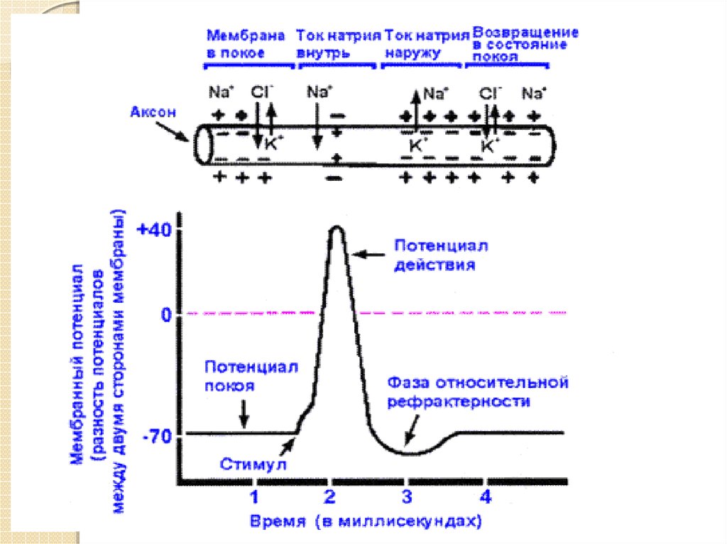 Графическое изображение потенциала покоя