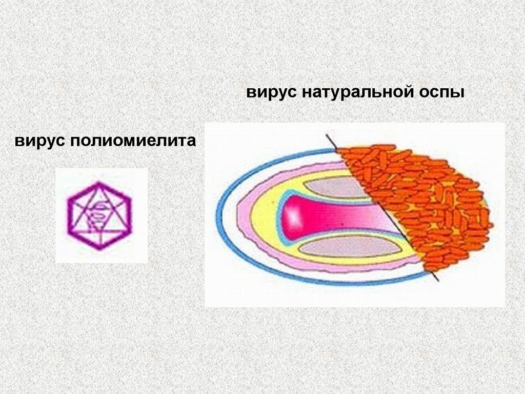 Поксвирусы микробиология презентация