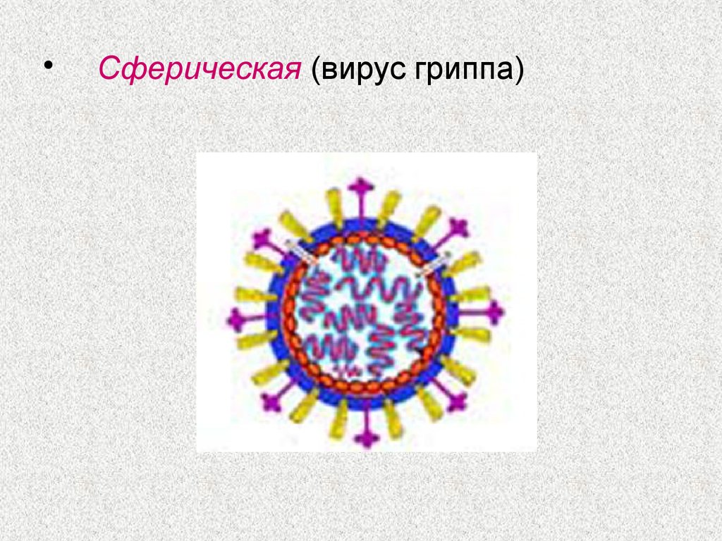 Вич рисунок микробиология