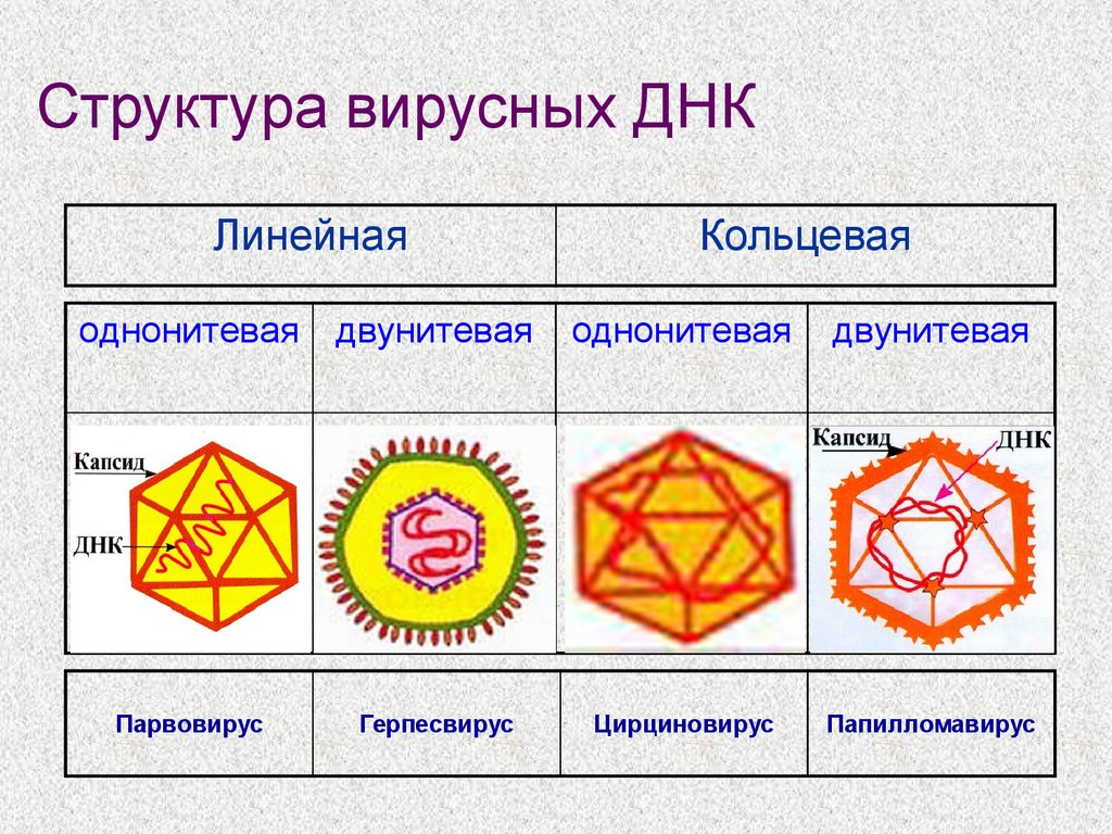 Линейная днк. Структура вирусных ДНК. Кольцевая ДНК У вирусов. Однонитевая Кольцевая ДНК. Цирциновирусы.