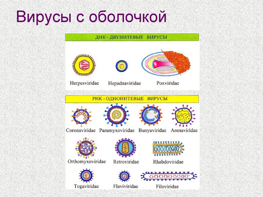 Вирусы имеют днк. Двунитевые вирусы ДНК вирусы без оболочки. Строение оболочки вируса. Сложные вирусы с оболочкой. Вирусы с двойной оболочкой.