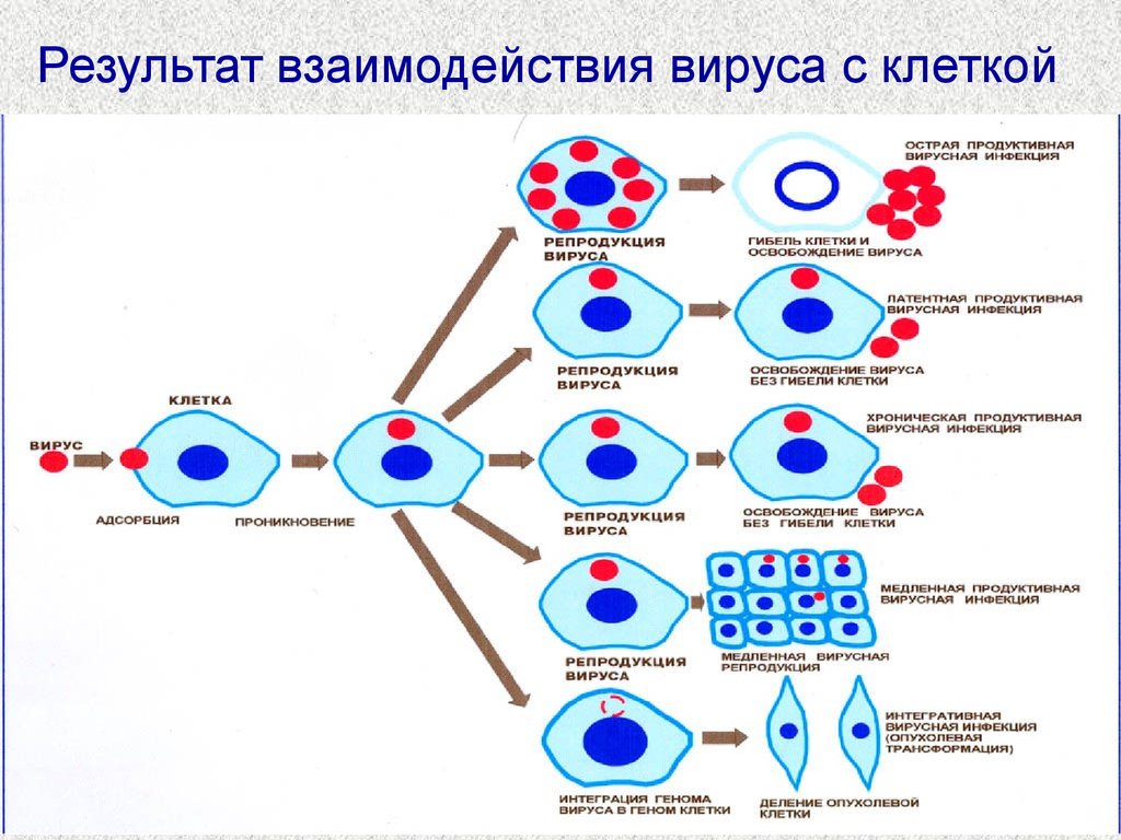 Продуктивное взаимодействие вируса. Схема взаимодействия вируса с клеткой. Этапы взаимодействия вируса и клетки схема. Видах, механизмах взаимодействия вируса с клеткой хозяина. Механизмы взаимодействия вирусов с клеткой микробиология.