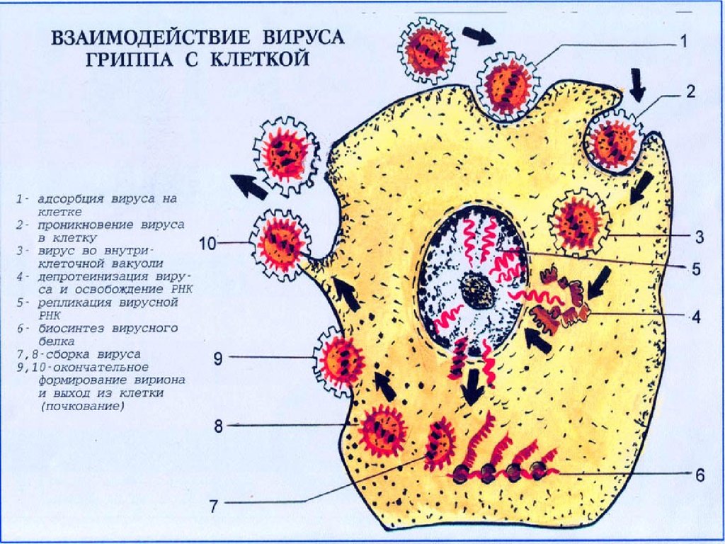 Клетка вируса. Схема взаимодействия вируса с клеткой. Взаимодействие вируса с клеткой. Механизм взаимодействия вируса гриппа с клеткой. Взаимоотношения вируса с клеткой.