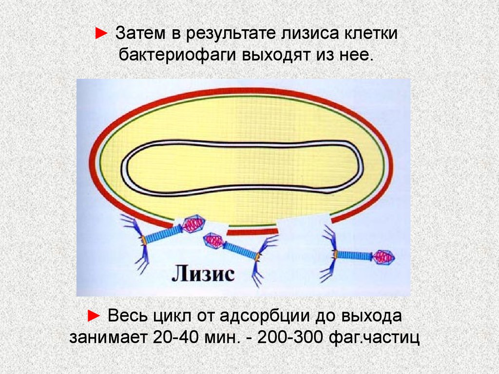 Поксвирусы микробиология презентация