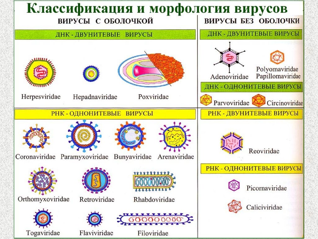 3 группы вирусов. Строение оболочки вируса. Вирусы однонитевые и двунитевые ДНК содержащие. Вирусы с оболочкой и без оболочки. Вирусы без оболочки.
