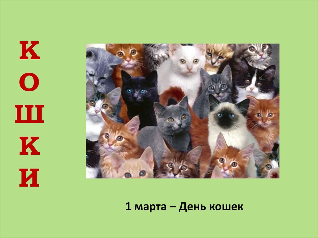 День кошек презентация для детей. Всемирный день кошек 8 августа. День кошек презентация.