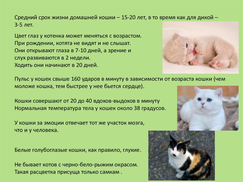 Жизнь стерилизованной кошки